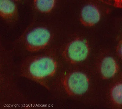Immunocytochemistry/ Immunofluorescence - Anti-PHD finger protein 1/PHF1 antibody (AB80042)