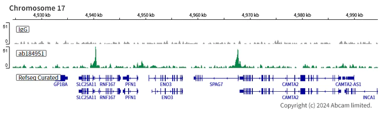 ChIC/CUT&RUN sequencing - Anti-PHD finger protein 1/PHF1 antibody [EPR14222] - BSA and Azide free (AB232601)
