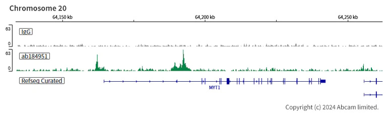 ChIC/CUT&RUN sequencing - Anti-PHD finger protein 1/PHF1 antibody [EPR14222] - BSA and Azide free (AB232601)