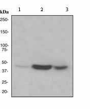 Western blot - Anti-PHD1/prolyl hydroxylase antibody [EPR2745] (AB108980)