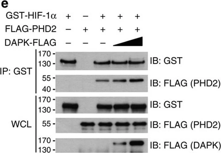 Western blot - Anti-PHD1/prolyl hydroxylase antibody [EPR2745] (AB108980)
