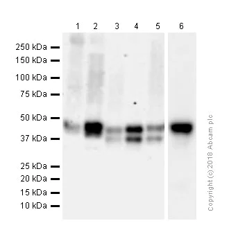 Western blot - Anti-PHD1/prolyl hydroxylase antibody [EPR2746] (AB113077)