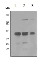 Western blot - Anti-PHD1/prolyl hydroxylase antibody [EPR2746] (AB113077)