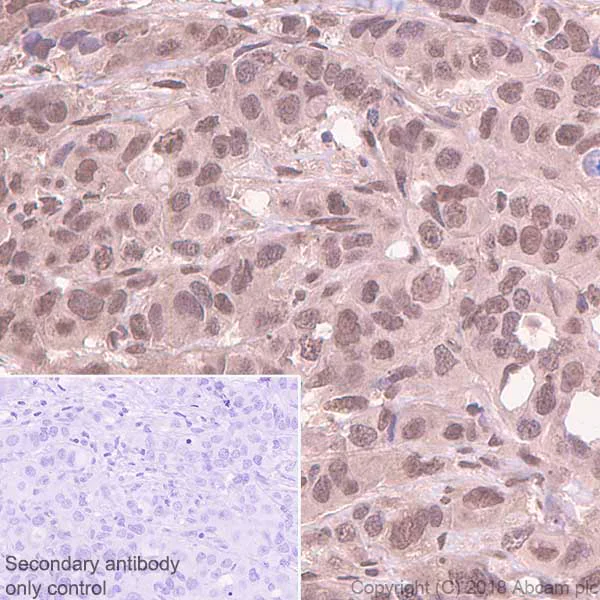 Immunohistochemistry (Formalin/PFA-fixed paraffin-embedded sections) - Anti-PHD1/prolyl hydroxylase antibody [EPR2746] - BSA and Azide free (AB242386)