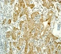 Immunohistochemistry (Formalin/PFA-fixed paraffin-embedded sections) - Anti-PHD1/prolyl hydroxylase antibody [EPR2746] - BSA and Azide free (AB242386)