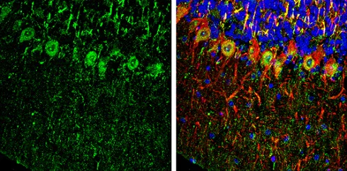 Immunohistochemistry (Frozen sections) - Anti-PHD2 / prolyl hydroxylase antibody - C-terminal (AB226890)
