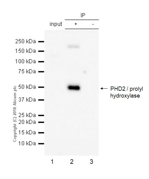 Immunoprecipitation - Anti-PHD2 / prolyl hydroxylase antibody [EPR3660(B)(2)] - BSA and Azide free (AB232565), expandable thumbnail