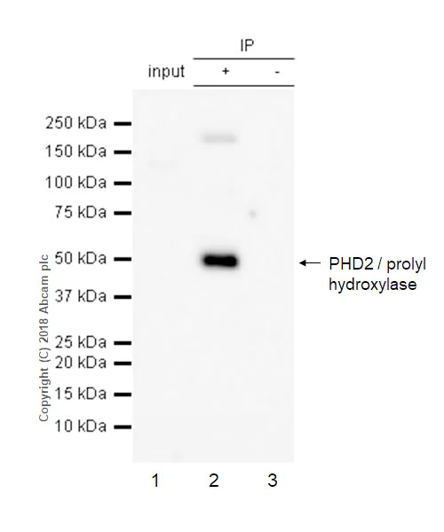 Immunoprecipitation - Anti-PHD2 / prolyl hydroxylase antibody [EPR3660(B)(2)] - BSA and Azide free (AB232565)