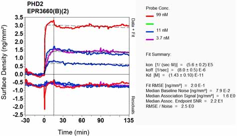 OI-RD Scanning - Anti-PHD2 / prolyl hydroxylase antibody [EPR3660(B)(2)] - BSA and Azide free (AB232565), expandable thumbnail