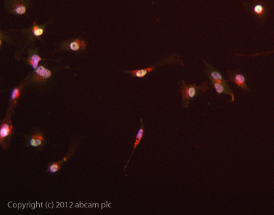 Immunocytochemistry/ Immunofluorescence - Anti-PHD3 antibody (AB30782)
