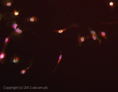 Immunocytochemistry/ Immunofluorescence - Anti-PHD3 antibody (AB30782)