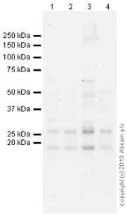 Western blot - Anti-PHD3 antibody (AB30782)