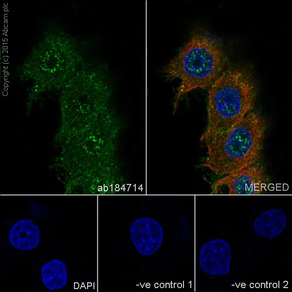 Immunocytochemistry/ Immunofluorescence - Anti-PHD3 antibody [EPR17869] (AB184714)
