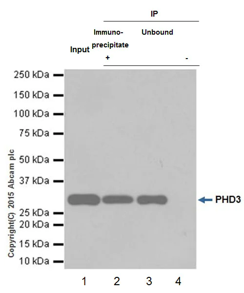 Immunoprecipitation - Anti-PHD3 antibody [EPR17869] (AB184714)