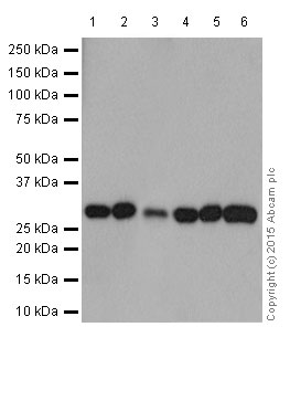 Western blot - Anti-PHD3 antibody [EPR17869] (AB184714), expandable thumbnail