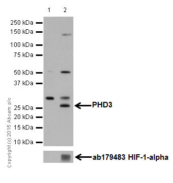 Western blot - Anti-PHD3 antibody [EPR17869] (ab184714), expandable thumbnail