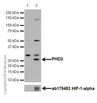 Western blot - Anti-PHD3 antibody [EPR17869] (AB184714)