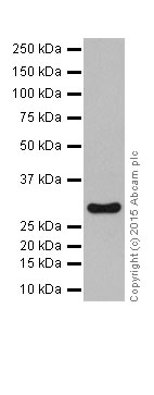 Western blot - Anti-PHD3 antibody [EPR17869] (AB184714), expandable thumbnail