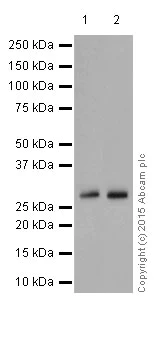 Western blot - Anti-PHD3 antibody [EPR17869] (AB184714)