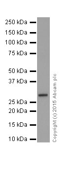 Western blot - Anti-PHD3 antibody [EPR17869] (AB184714), expandable thumbnail