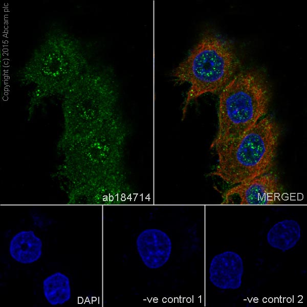 Immunocytochemistry/ Immunofluorescence - Anti-PHD3 antibody [EPR17869] - BSA and Azide free (AB238941), expandable thumbnail