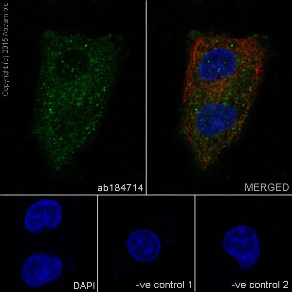 Immunocytochemistry/ Immunofluorescence - Anti-PHD3 antibody [EPR17869] - BSA and Azide free (AB238941)