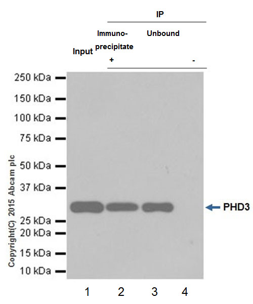 Immunoprecipitation - Anti-PHD3 antibody [EPR17869] - BSA and Azide free (AB238941), expandable thumbnail