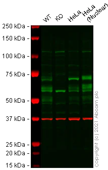Western blot - Anti-PHF10 antibody (AB154637)