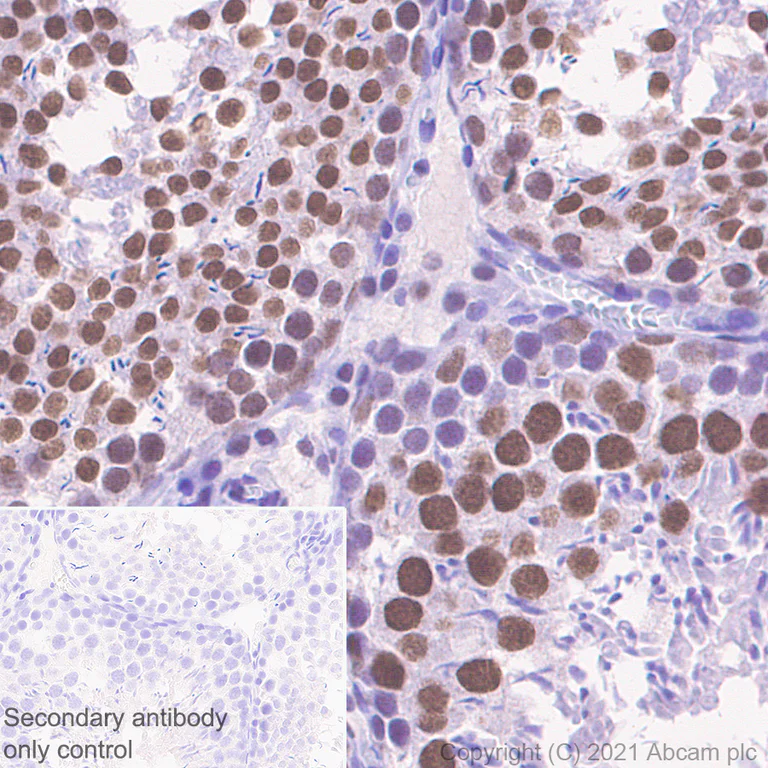 Immunohistochemistry (Formalin/PFA-fixed paraffin-embedded sections) - Anti-PHF10 antibody [EPR23933-210] - BSA and Azide free (AB283353)