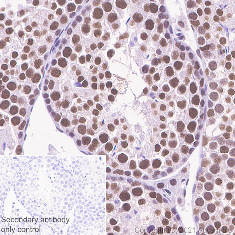 Immunohistochemistry (Formalin/PFA-fixed paraffin-embedded sections) - Anti-PHF10 antibody [EPR23933-210] - BSA and Azide free (AB283353)