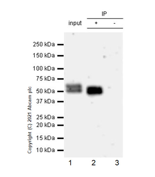 Immunoprecipitation - Anti-PHF10 antibody [EPR23933-210] - BSA and Azide free (AB283353)