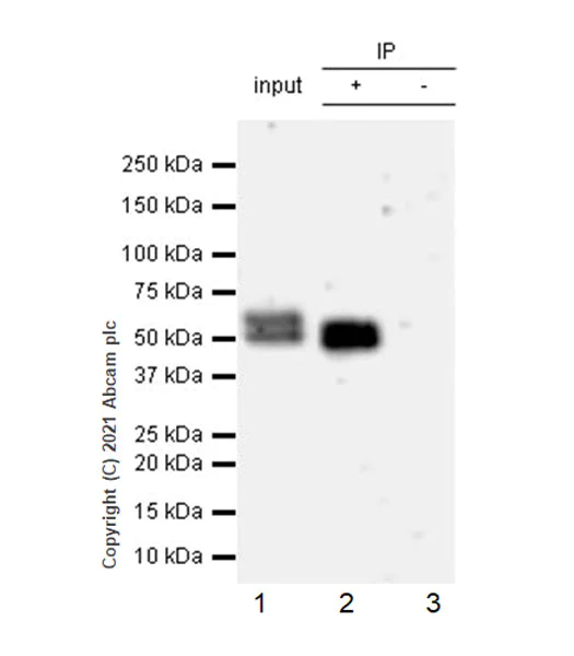 Immunoprecipitation - Anti-PHF10 antibody [EPR23933-210] - BSA and Azide free (AB283353)