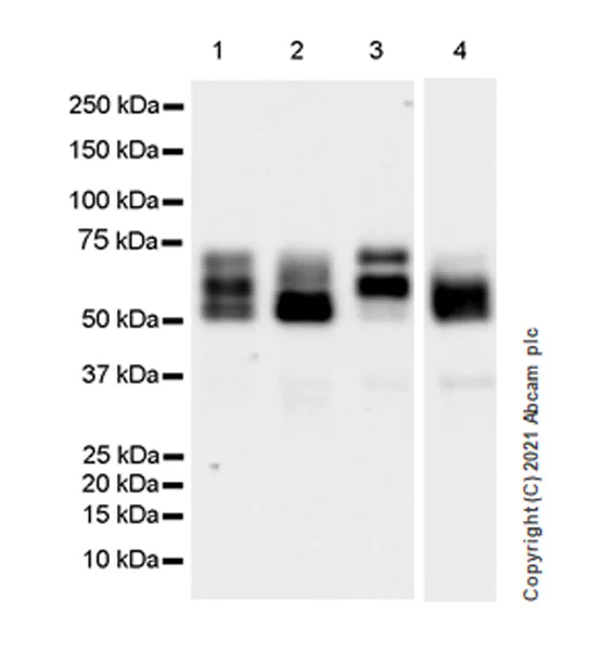 Western blot - Anti-PHF10 antibody [EPR23933-210] - BSA and Azide free (AB283353)