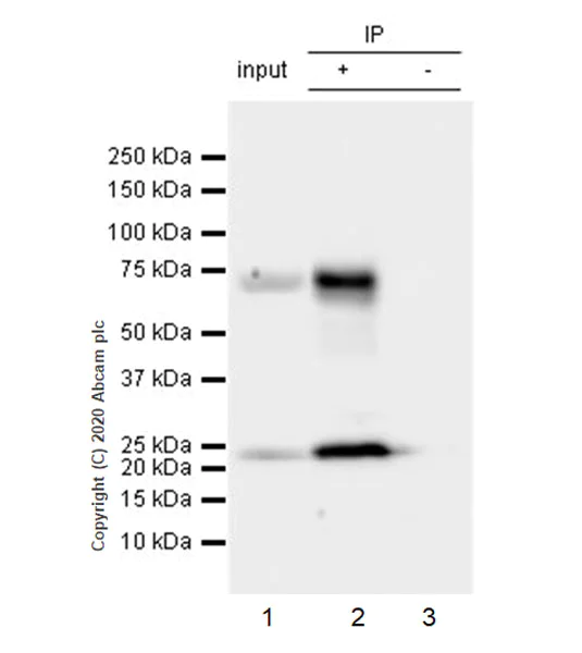 Immunoprecipitation - Anti-PHF19 antibody [EPR23919-31] (AB259947)