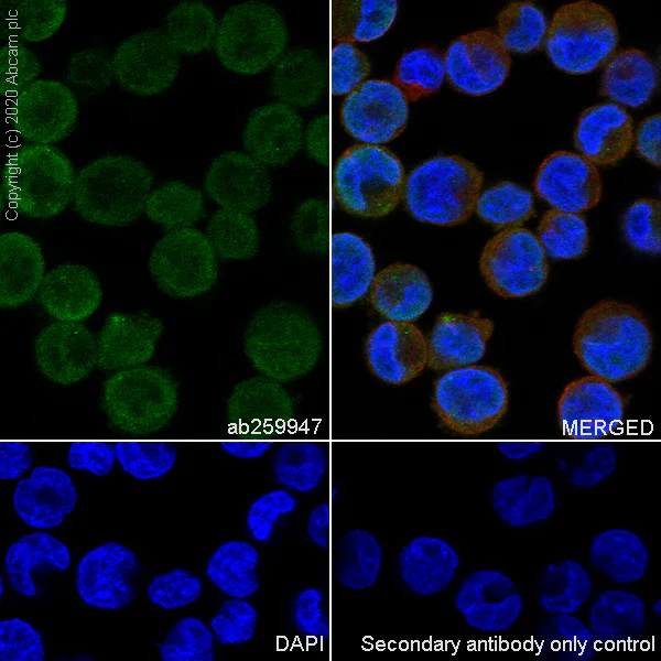 Immunocytochemistry/ Immunofluorescence - Anti-PHF19 antibody [EPR23919-31] - BSA and Azide free (AB277641)