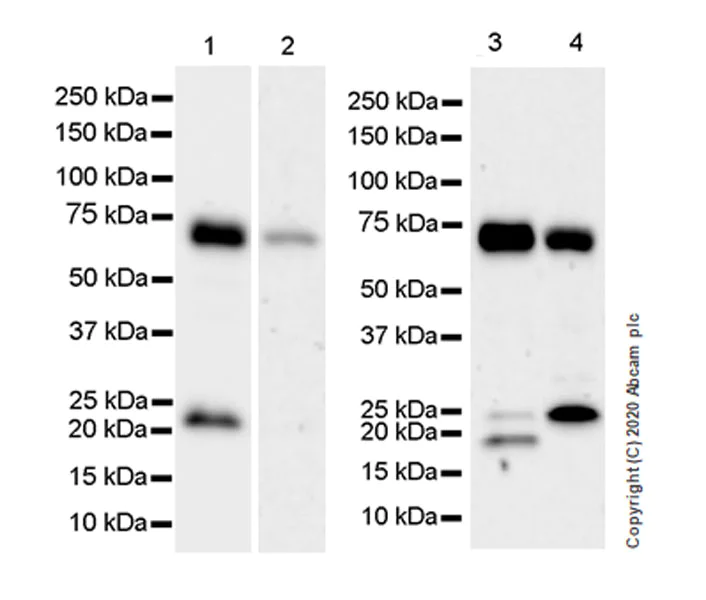 Western blot - Anti-PHF19 antibody [EPR23919-31] - BSA and Azide free (AB277641)