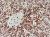 Immunohistochemistry (Formalin/PFA-fixed paraffin-embedded sections) - Anti-PHF21B antibody [OTI3D1] (AB119249)