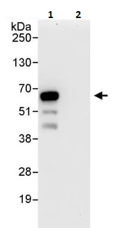 Immunoprecipitation - Anti-PHF23 antibody (AB264292)