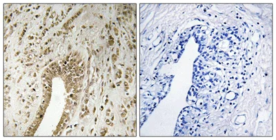 Immunohistochemistry (Formalin/PFA-fixed paraffin-embedded sections) - Anti-PHF3 antibody - C-terminal (AB196810)