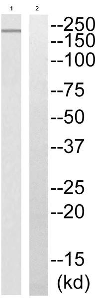 Western blot - Anti-PHF3 antibody - C-terminal (AB196810)