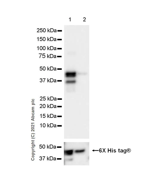 Western blot - Anti-PHF8 antibody [EPR23913-57] (AB280887)