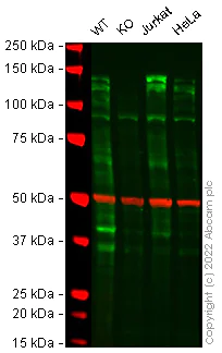 Western blot - Anti-PHF8 antibody [EPR23913-57] (AB280887)