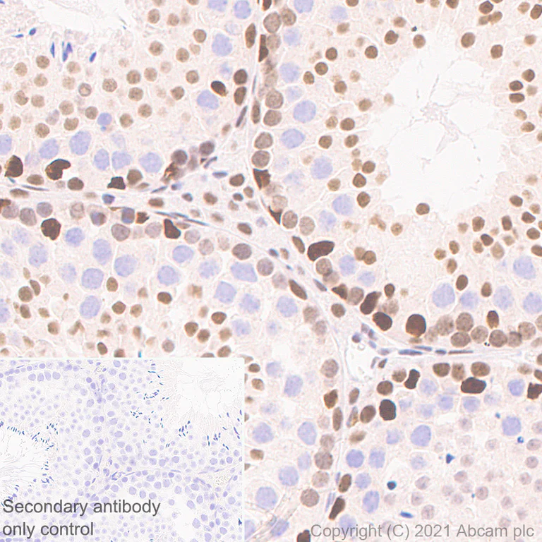 Immunohistochemistry (Formalin/PFA-fixed paraffin-embedded sections) - Anti-PHF8 antibody [EPR23913-57] - BSA and Azide free (AB280896)