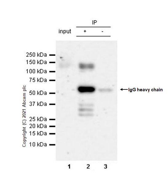 Anti-PHF8 antibody [EPR23913-57] - BSA and Azide free