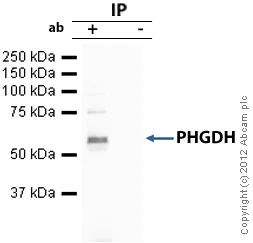 Immunoprecipitation - Anti-PHGDH/Malate dehydrogenase antibody [4A3-1D6] (AB57030)