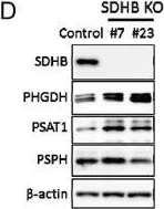 Western blot - Anti-PHGDH/Malate dehydrogenase antibody [4A3-1D6] (AB57030)