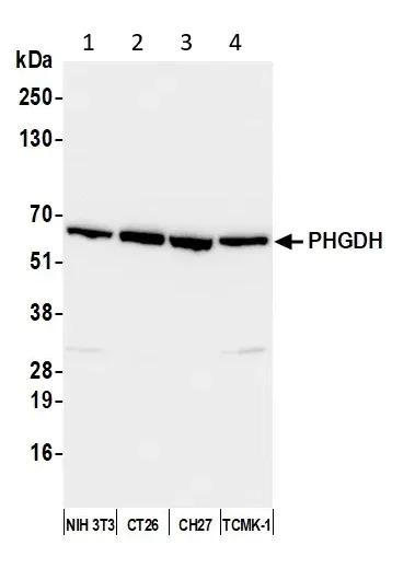Western blot - Anti-PHGDH/Malate dehydrogenase antibody (AB240744)