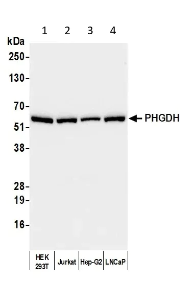 Western blot - Anti-PHGDH/Malate dehydrogenase antibody (AB240744)