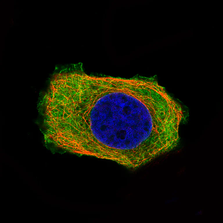 Immunocytochemistry/ Immunofluorescence - Anti-PHGDH/Malate dehydrogenase antibody [CL0555] (AB236763)