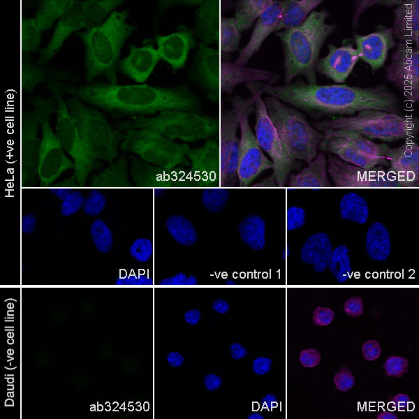 Immunocytochemistry/ Immunofluorescence - Anti-PHGDH/Malate dehydrogenase antibody [EPR28634-1] (AB324530)